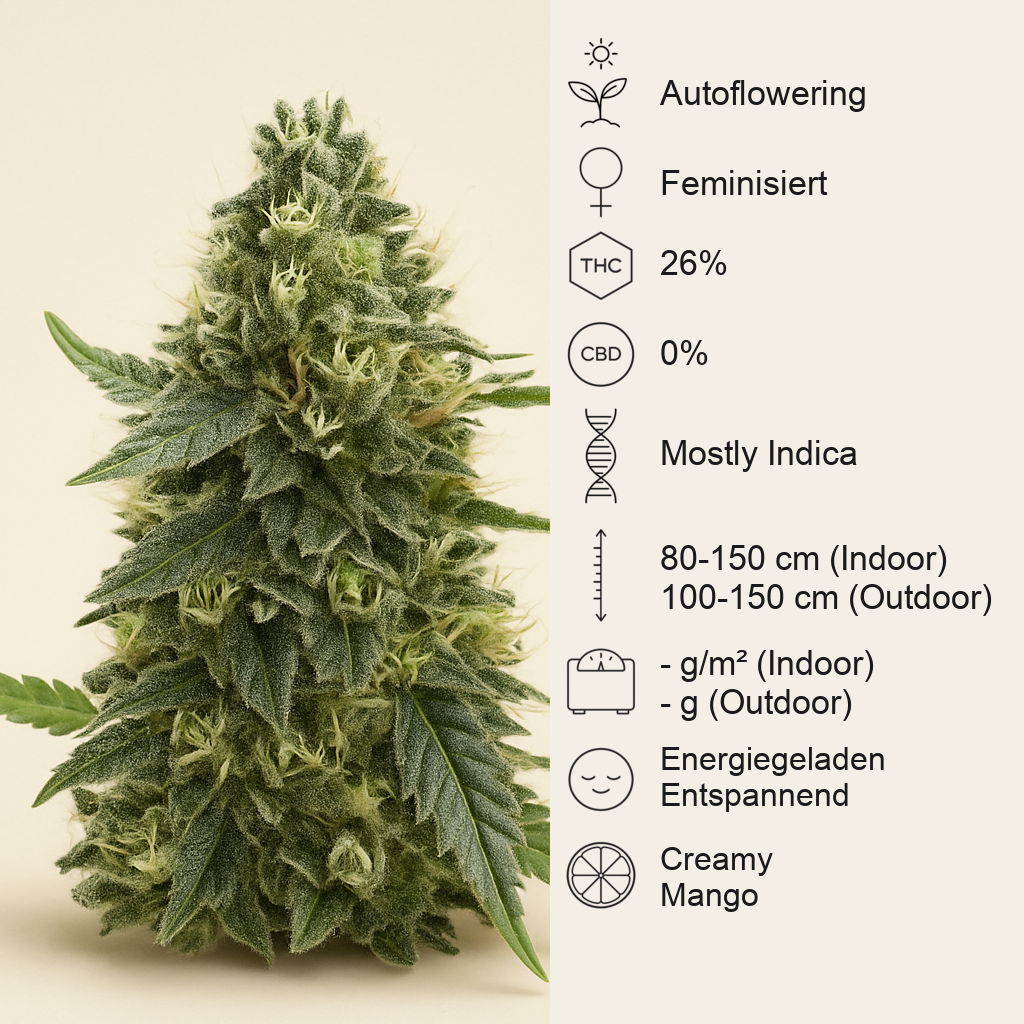 Mango Sherbert Autoflower feminisierte Samen (Humboldt Seed Company)