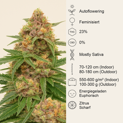 Orange Buddy Auto-Samen (Herbies Seeds)