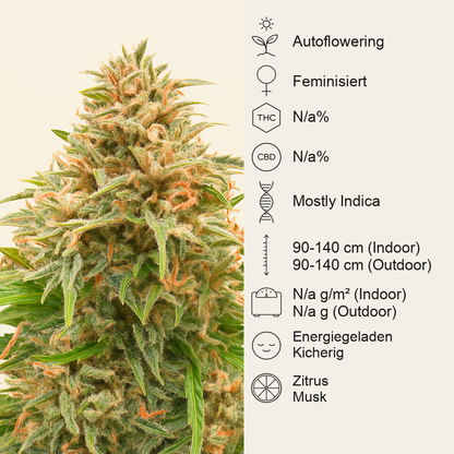 Shiva Skunk Automatic (Sensi Seeds) Cannabis-Samen