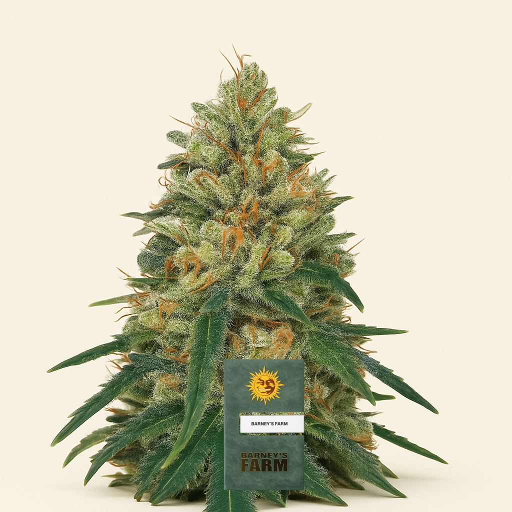 Pineapple Haze Regular (Barney's Farm) Cannabis-Samen