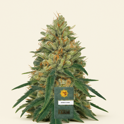 Pineapple Haze Regular (Barney's Farm) Cannabis-Samen