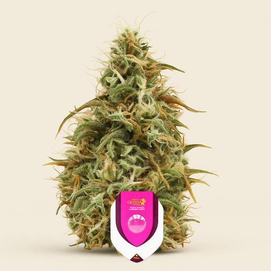 Royal Jack Automatic (RQS) Cannabis-Samen
