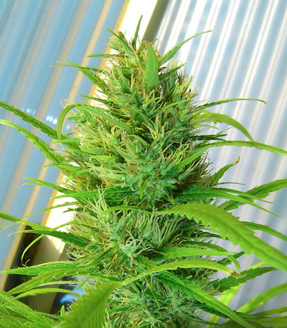 Passion #1 Cannabispflanze – Dutch Passion, Foto 1