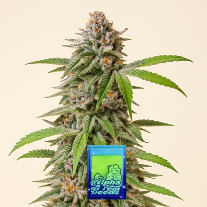 Dozy Breath feminisierte Samen (AlphaFem Seeds)