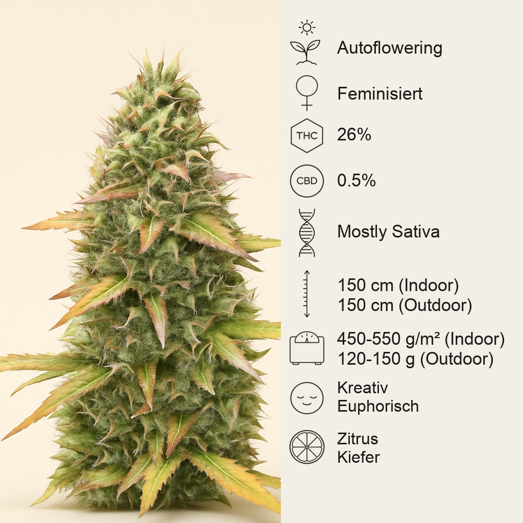 Kosher Kush 66 Autoflower feminisierte Samen (EGS)