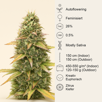 Kosher Kush 66 Autoflower feminisierte Samen (EGS)