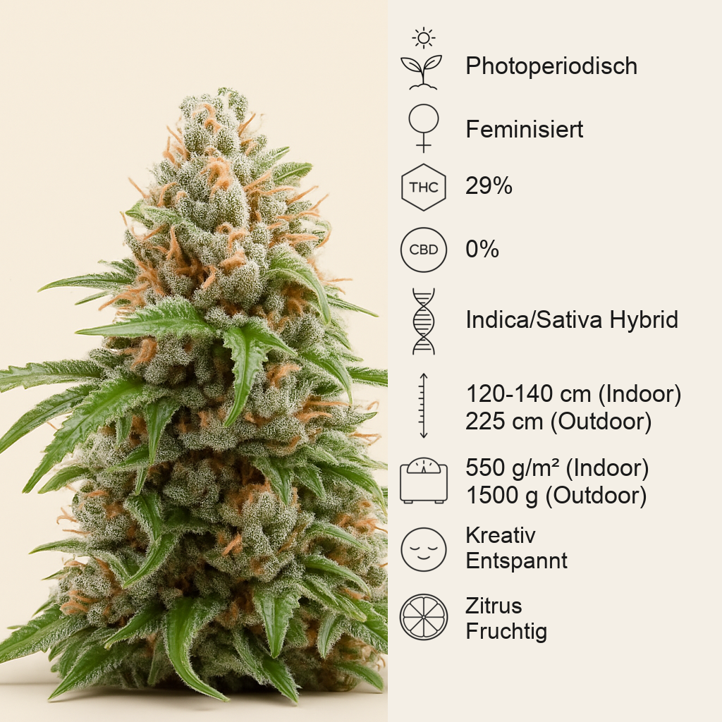 White Runtz feminisierte Samen (Barney's Farm)