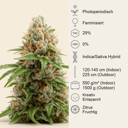 White Runtz feminisierte Samen (Barney's Farm)