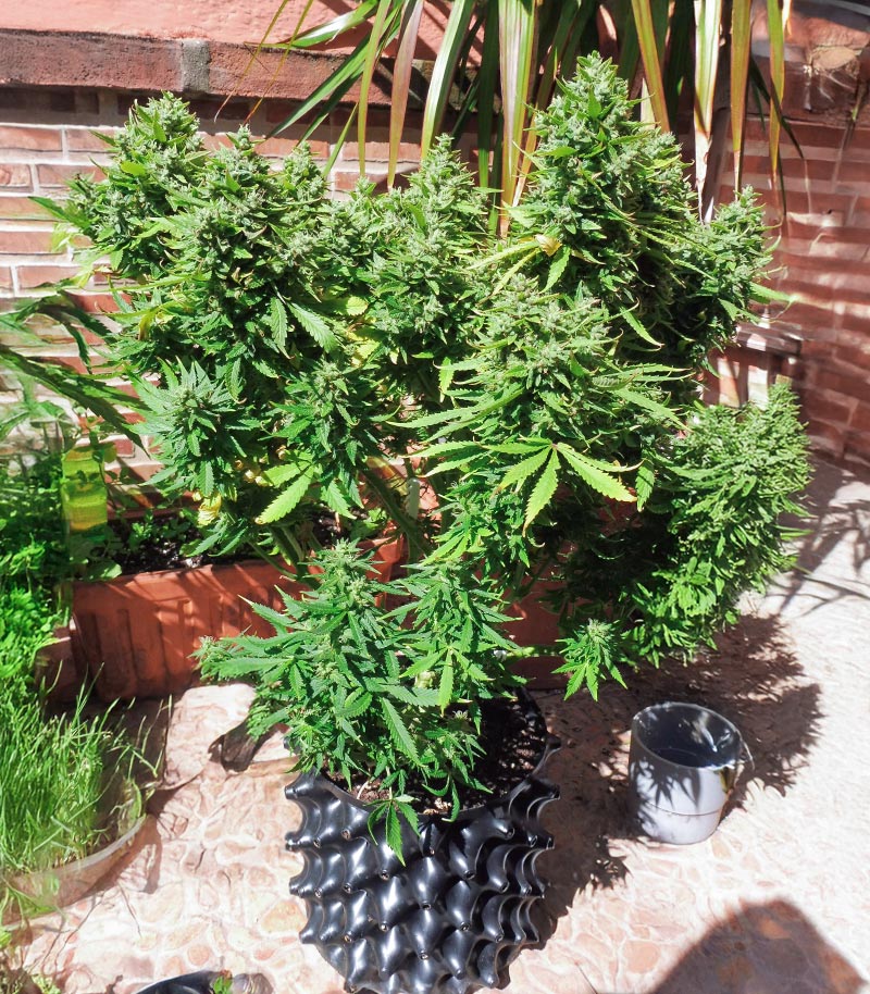 Also Know 47 Autoflower Cannabispflanze – Seedkeepers, Foto 2
