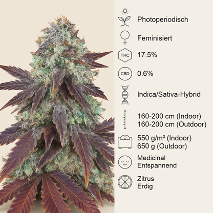 Grizzly Purple Kush (BlimBurn Seeds) Cannabis-Samen