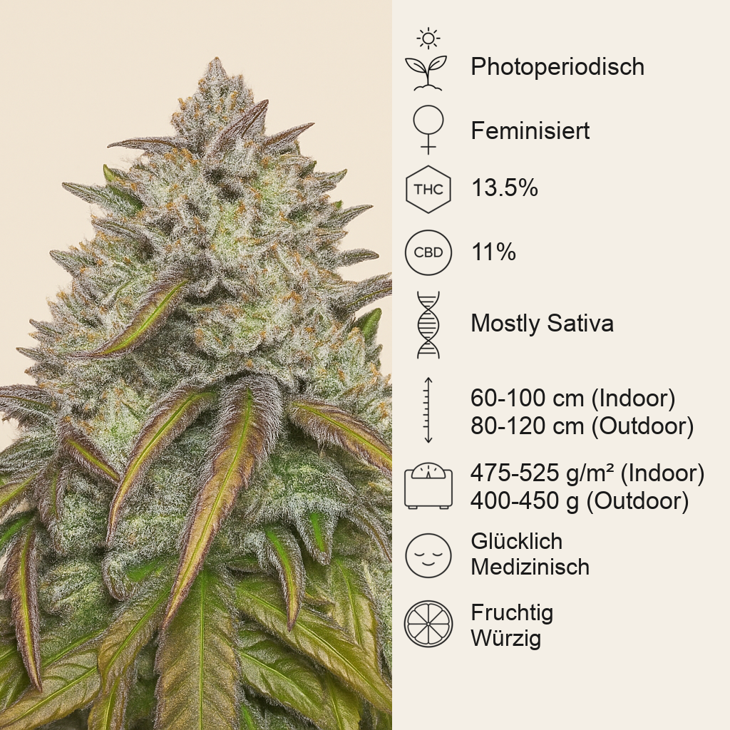 Dance World CBD (RQS) Cannabis-Samen