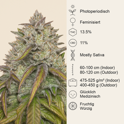 Dance World CBD (RQS) Cannabis-Samen