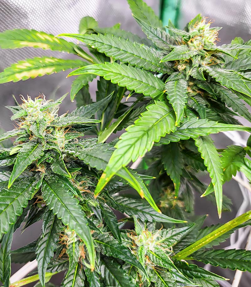 Dozy Doz Cannabispflanze – AlphaFem Seeds, Foto 4