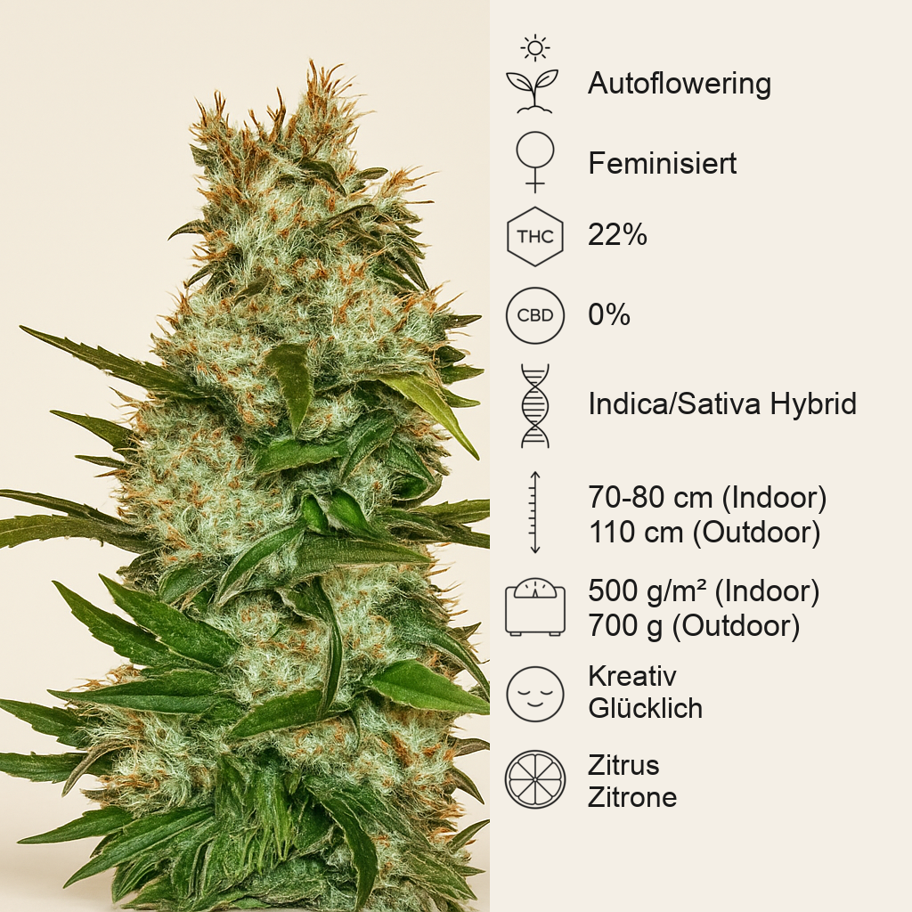 Mimosa x Orange Punch Auto feminisierte Samen (Barney's Farm)