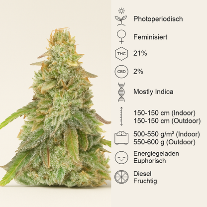 Sour Diesel x OG Kush feminisierte Samen (Seedkeepers)