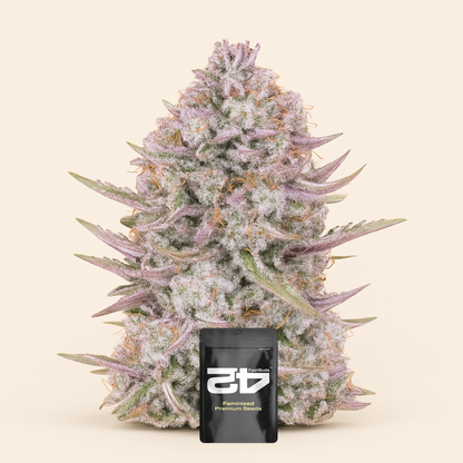 Purple Punch Auto feminisierte Samen (Fast Buds)