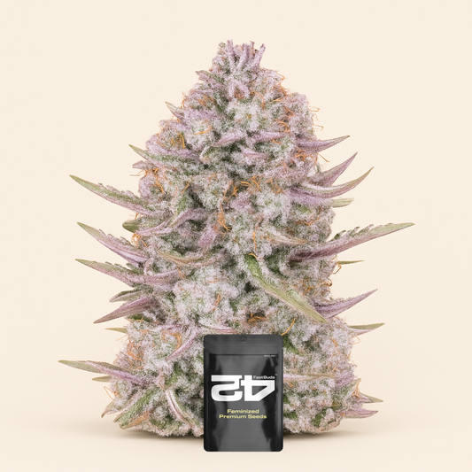 Purple Punch Auto feminisierte Samen (Fast Buds)