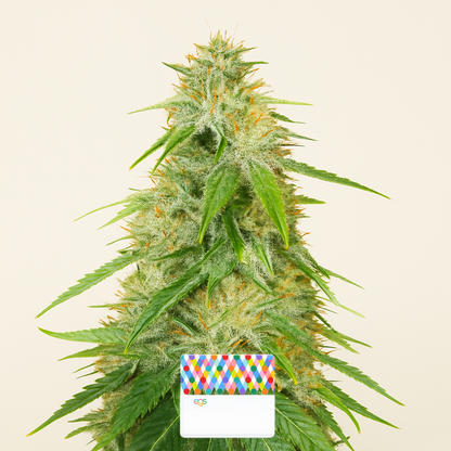 Gelato Glue Autoflower feminisierte Samen (EGS)