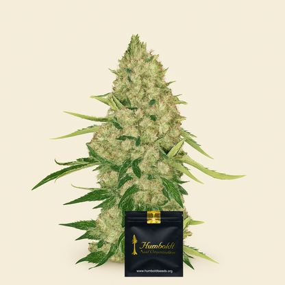 Lemon Citron Samen feminisiert (Humboldt Seeds Organization)