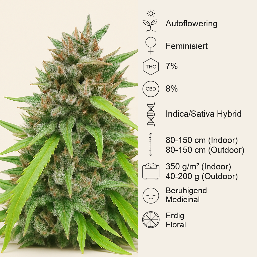 Auto White Widow CBD (Pyramid Seeds) Cannabis-Samen
