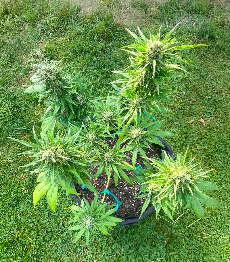 Auto GG#4 Original Glue F1 Cannabispflanze – Seedkeepers, Foto 2