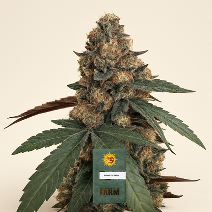 Runtz Muffin feminisierte Samen (Barney's Farm)