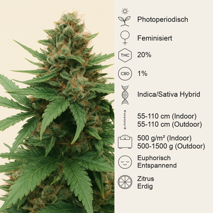 Tutankhamon (King Tut) feminisierte Samen (Pyramid Seeds)