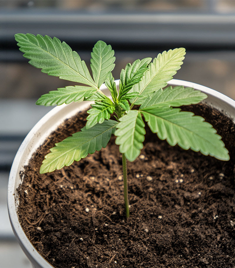 Super Boof Cannabispflanze – Barney's Farm, Foto 2