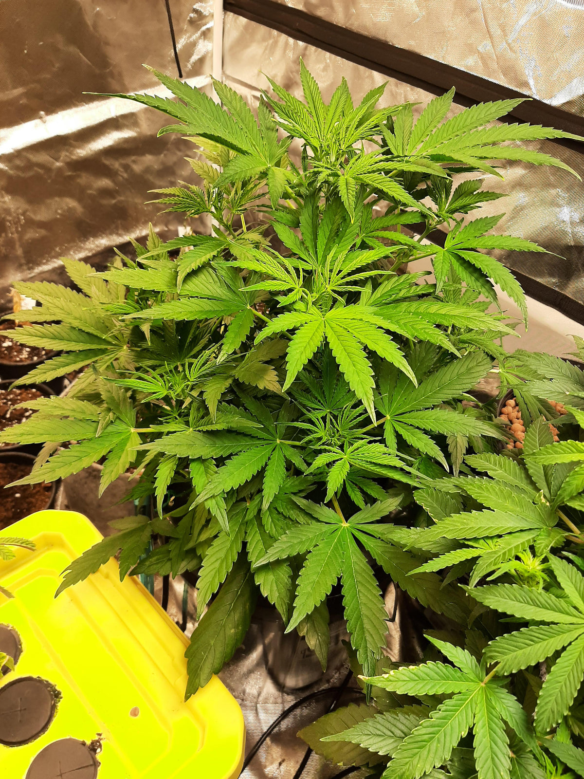 Runtz Auto Cannabispflanze – Barney's Farm, Foto 3