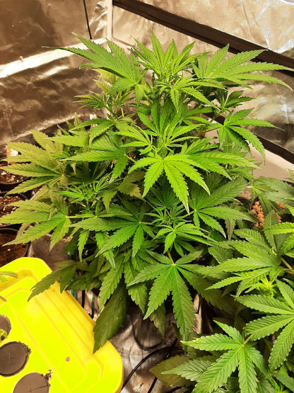 Runtz Auto Cannabispflanze – Barney's Farm, Foto 3