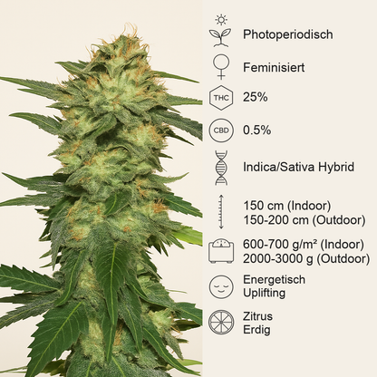Blue Gelato 41 feminisierte Samen