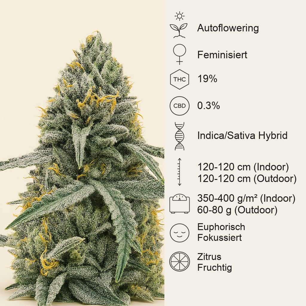 Lemon Jack Autoflower feminisierte Samen (Seedkeepers)
