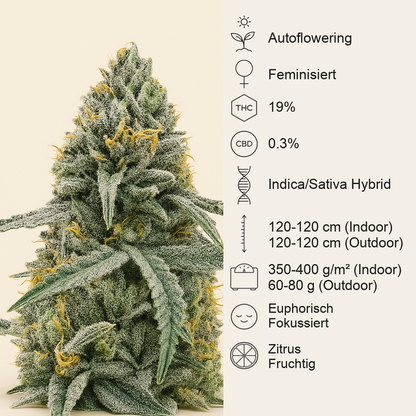 Lemon Jack Autoflower feminisierte Samen (Seedkeepers)