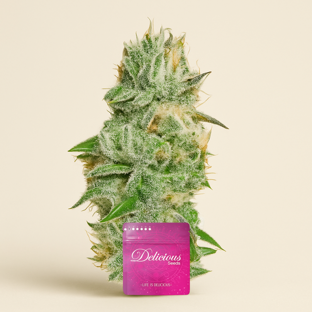 Original Juan Herer (Delicious Seeds) Cannabis-Samen