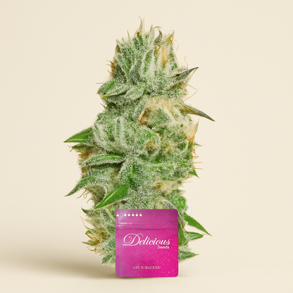 Original Juan Herer (Delicious Seeds) Cannabis-Samen