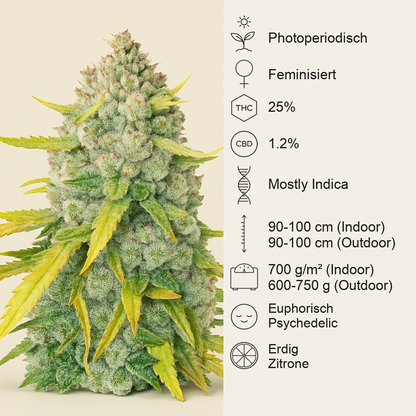 LSD feminisierte Samen (Barney’s Farm)
