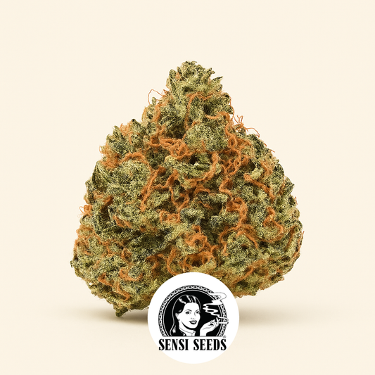 Sensi #32 (Sensi Seeds) Cannabis-Samen