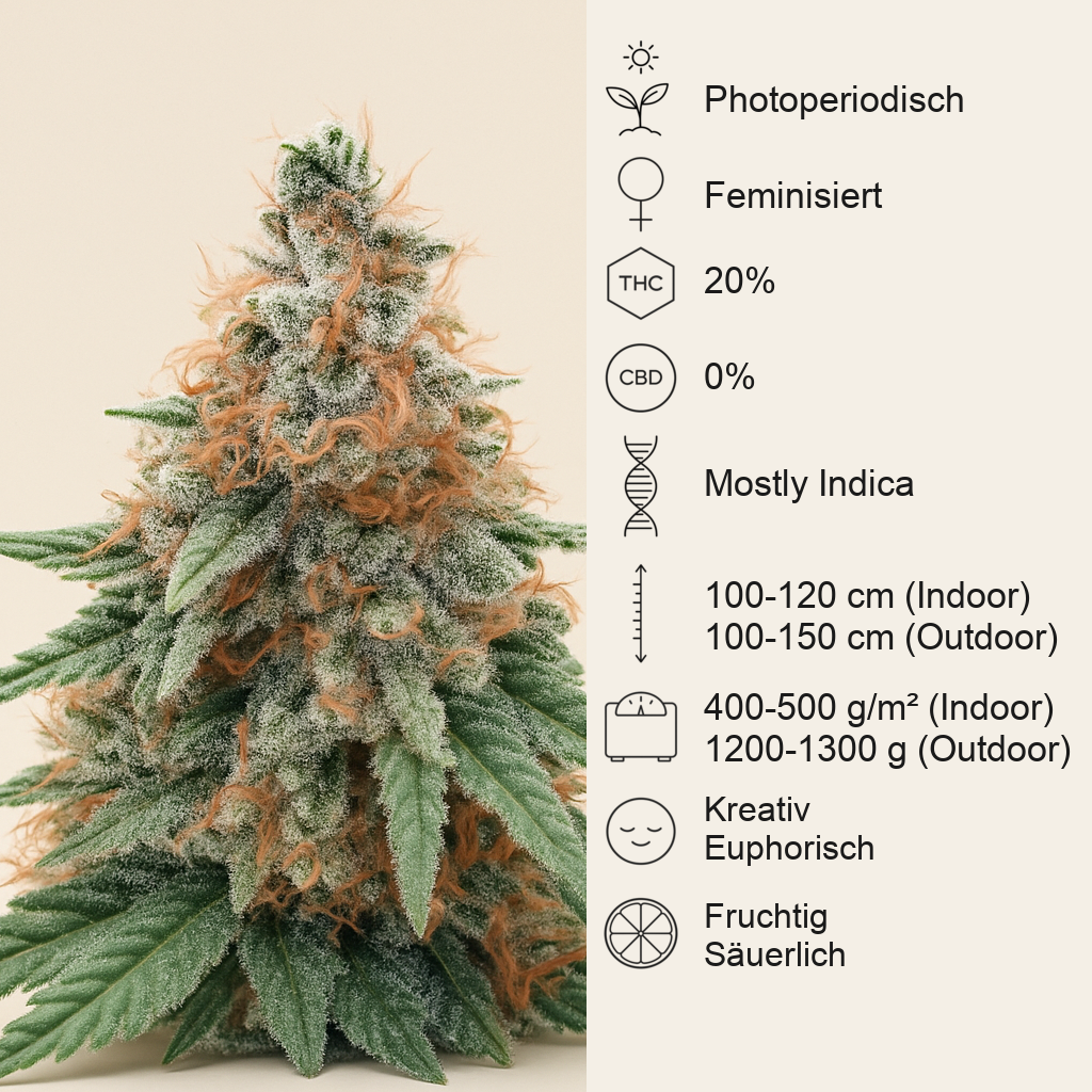 Northern Lights feminisierte Samen (Herbies Seeds)