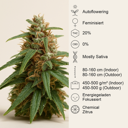 Super Lemon Cloud Auto-Samen (Herbies Seeds)