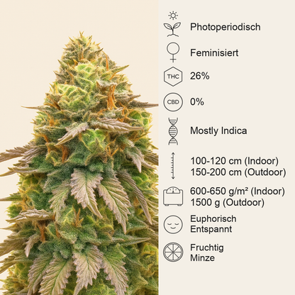 Girl Scout Cookies feminisierte Samen (Barney’s Farm)