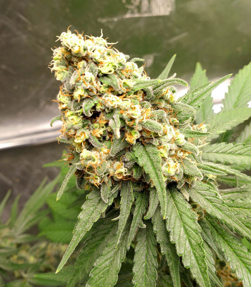 Blue Sunset Sherbert Cannabispflanze – Barney's Farm, Foto 2