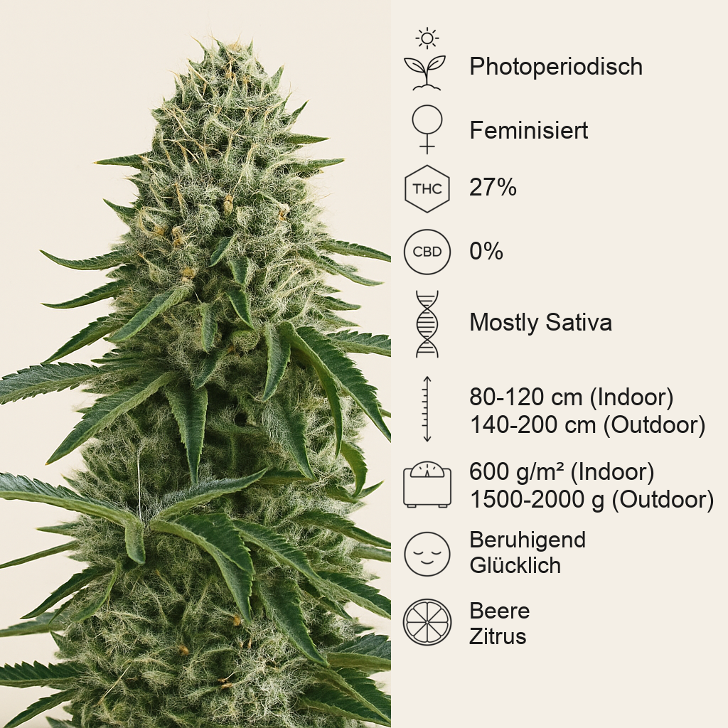 Limoncello feminisierte Samen (Barney's Farm)