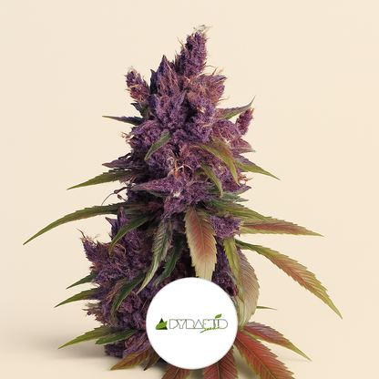 Black Cherry Punch feminisiertes Saatgut (Pyramid Seeds)