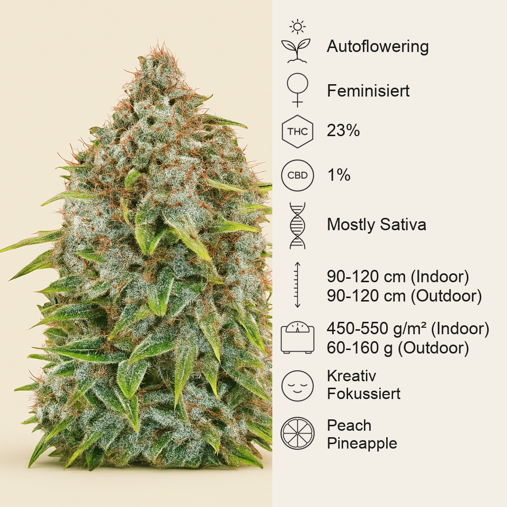 Original Cinderella Auto Samen feminisiert (Fast Buds)