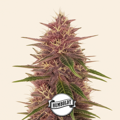Humboldt Dream feminisierte Samen (Humboldt Seed Company)