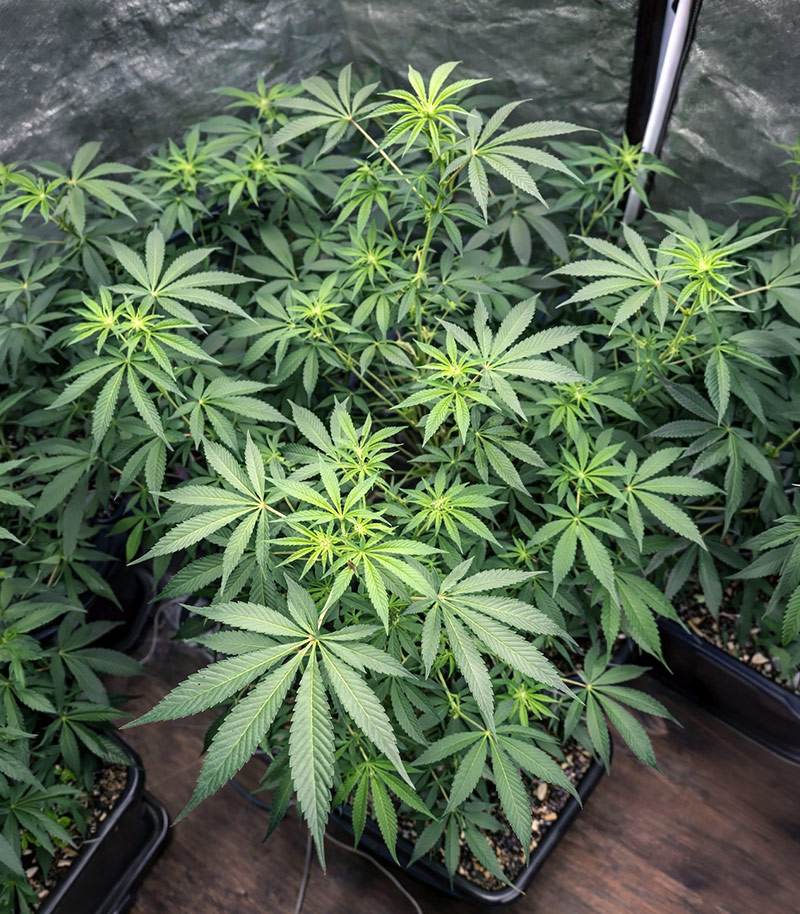 Lemon Cherry Gelato Cannabispflanze – Barney's Farm, Foto 5