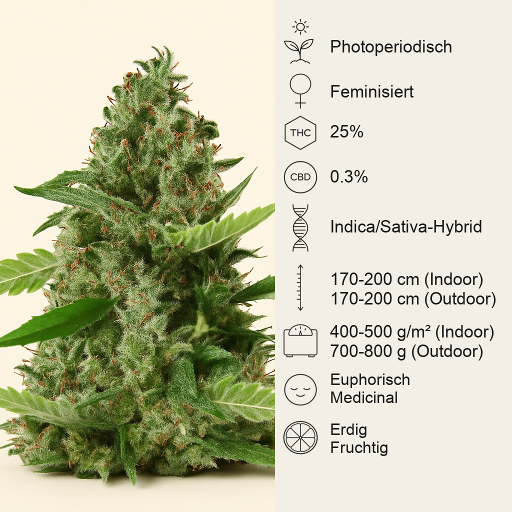 Bruce Banner #3 (BlimBurn Seeds) Cannabis-Samen