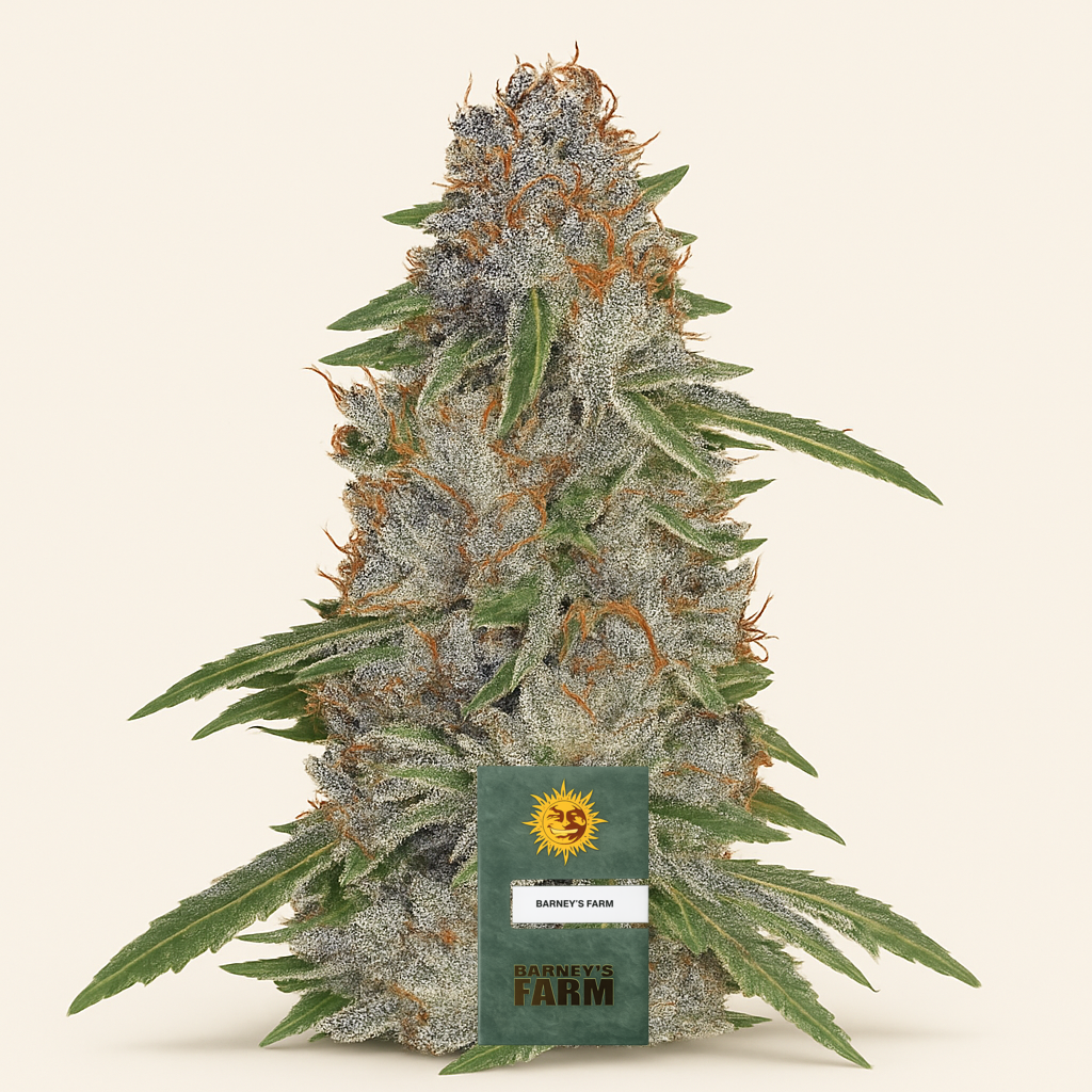 Pineapple Express feminisierte Samen (Barney's Farm)