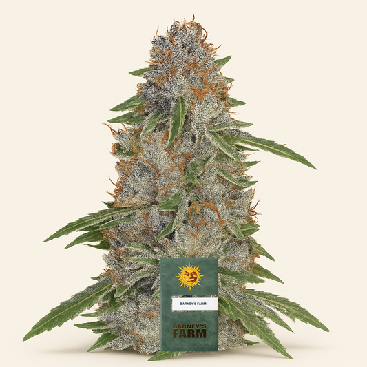 Pineapple Express feminisierte Samen (Barney's Farm)