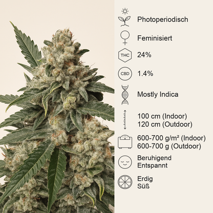 Pink Kush (Barney's Farm) Cannabis-Samen